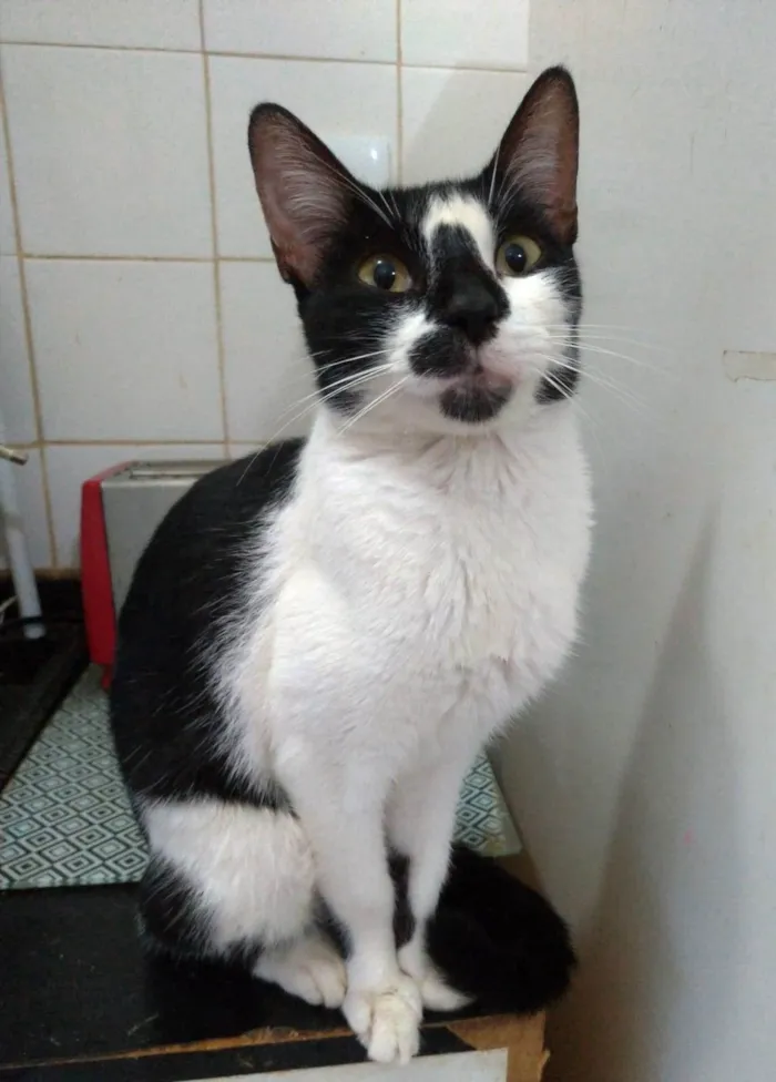 Gato ra a srd frajolinha  idade 7 a 11 meses nome CELINA