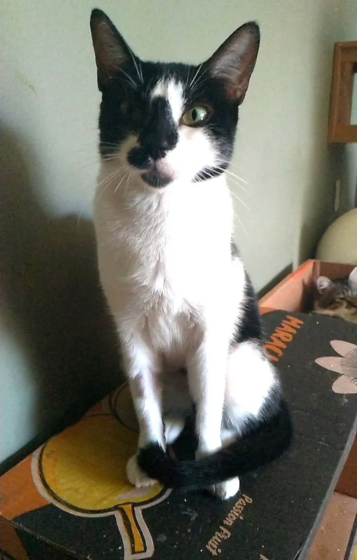 Gato ra a srd frajolinha  idade 7 a 11 meses nome CELINA