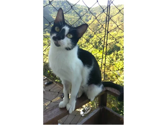 Gato ra a srd frajolinha  idade 7 a 11 meses nome CELINA