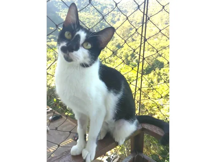 Gato ra a srd frajolinha  idade 7 a 11 meses nome CELINA