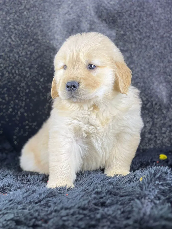 Cachorro ra a Golden Retriever idade 2 a 6 meses nome Monstro