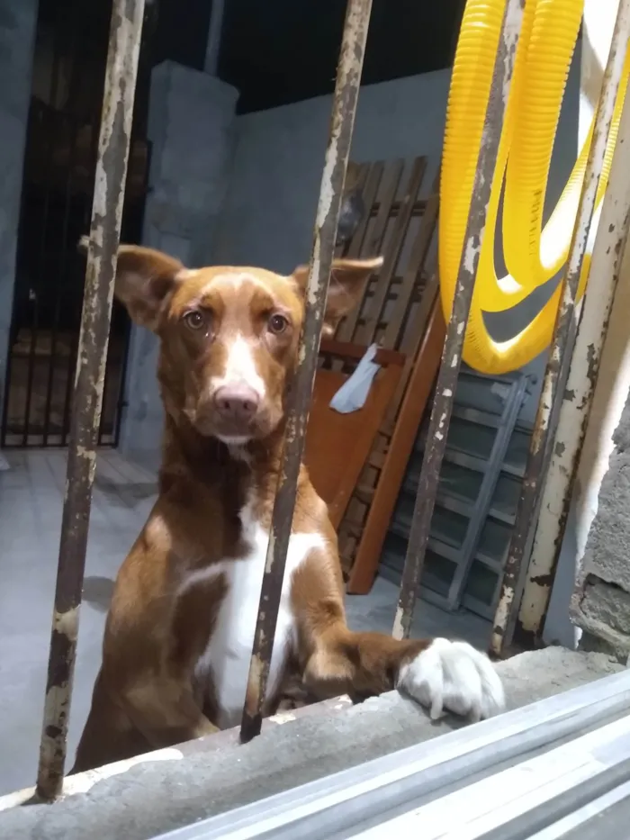 Cachorro ra a Indefinida idade 7 a 11 meses nome Mona