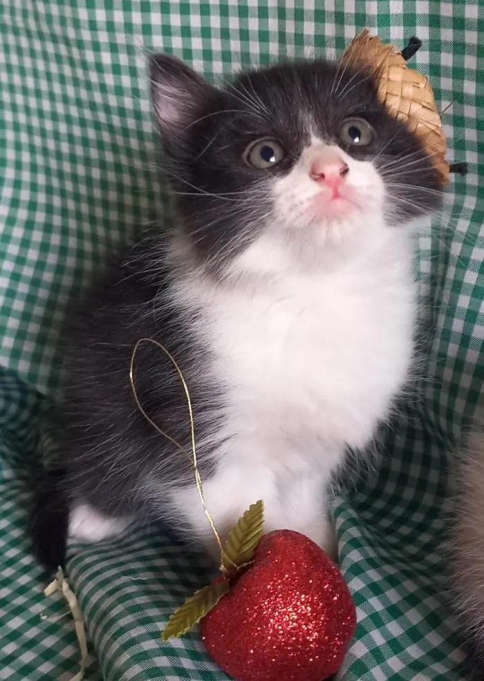 Gato ra a  idade Abaixo de 2 meses nome Frajolinha