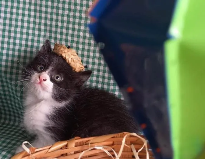 Gato ra a  idade Abaixo de 2 meses nome Frajolinha