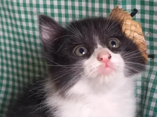 Gato ra a  idade Abaixo de 2 meses nome Frajolinha