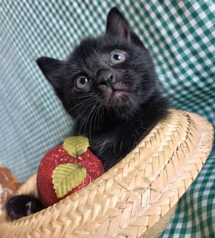 Gato ra a  idade Abaixo de 2 meses nome Fofurinha