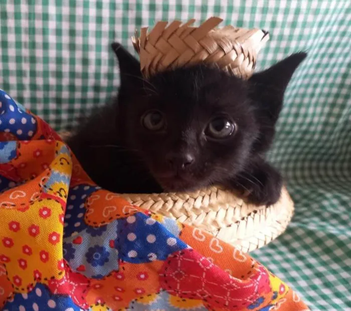 Gato ra a  idade Abaixo de 2 meses nome Fofurinha