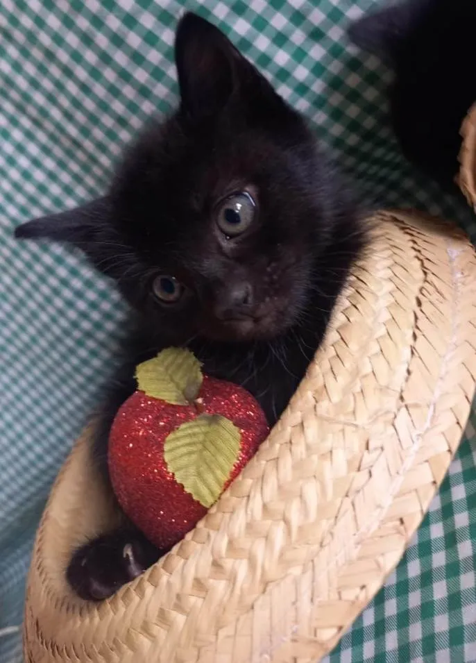 Gato ra a  idade Abaixo de 2 meses nome Fofurinha