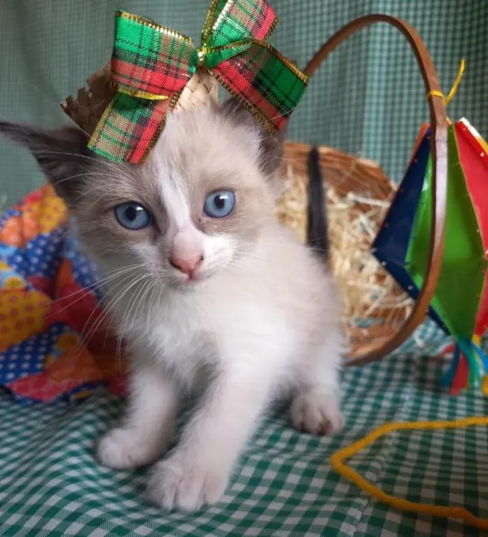 Gato ra a  idade Abaixo de 2 meses nome Sapequinha