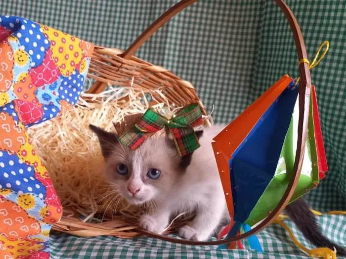 Gato ra a  idade Abaixo de 2 meses nome Sapequinha