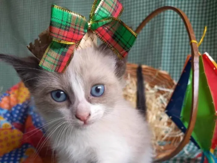 Gato ra a  idade Abaixo de 2 meses nome Sapequinha