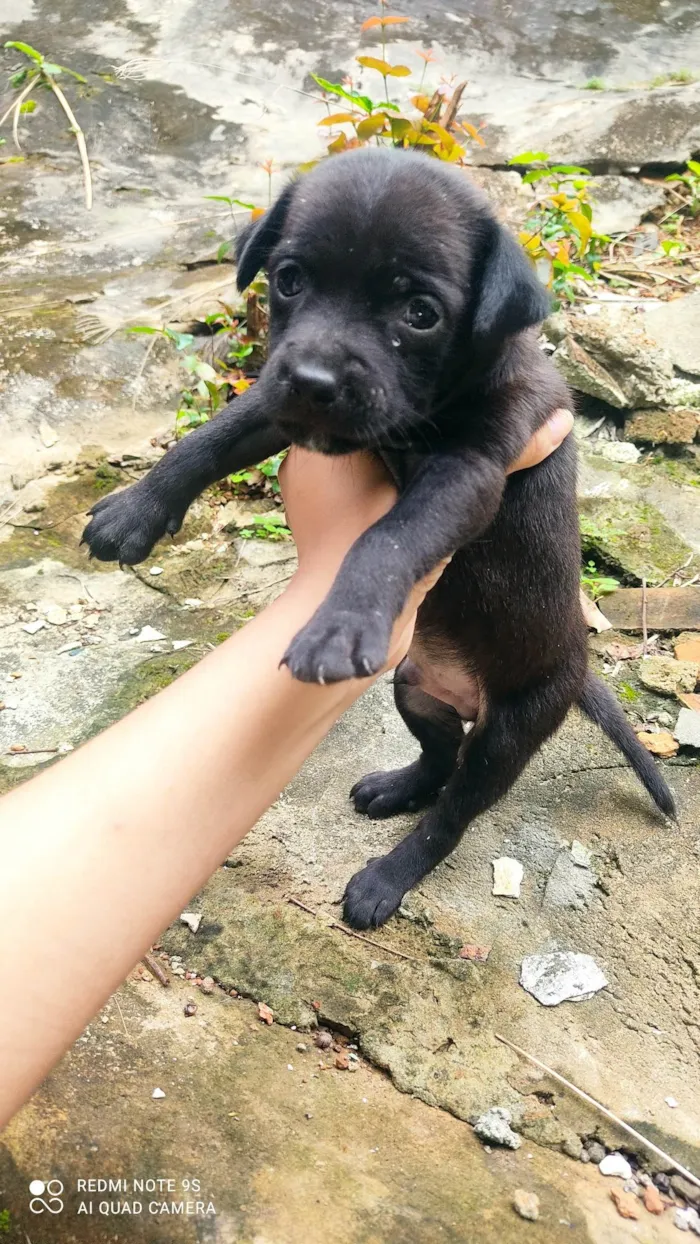 Cachorro raça Misturado idade Abaixo de 2 meses nome N tem nome 