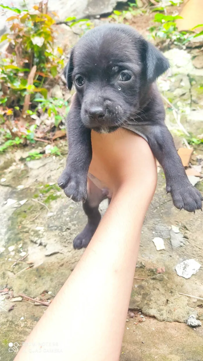 Cachorro raça Misturado idade Abaixo de 2 meses nome N tem nome 