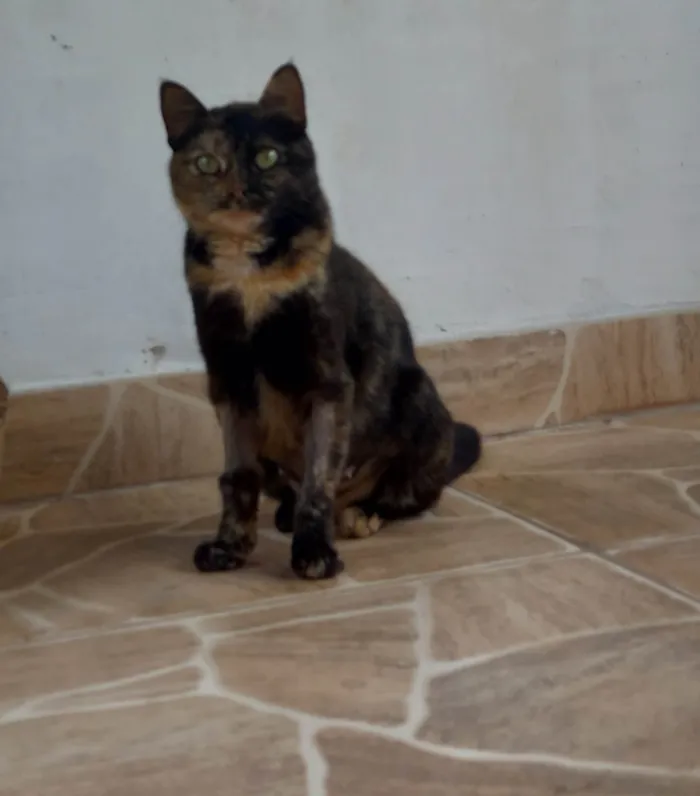 Gato ra a Pelo curto idade 2 anos nome Sem Nome