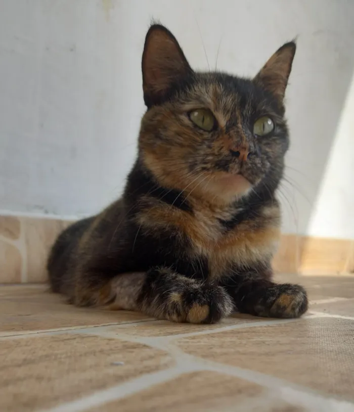 Gato ra a Pelo curto idade 2 anos nome Sem Nome