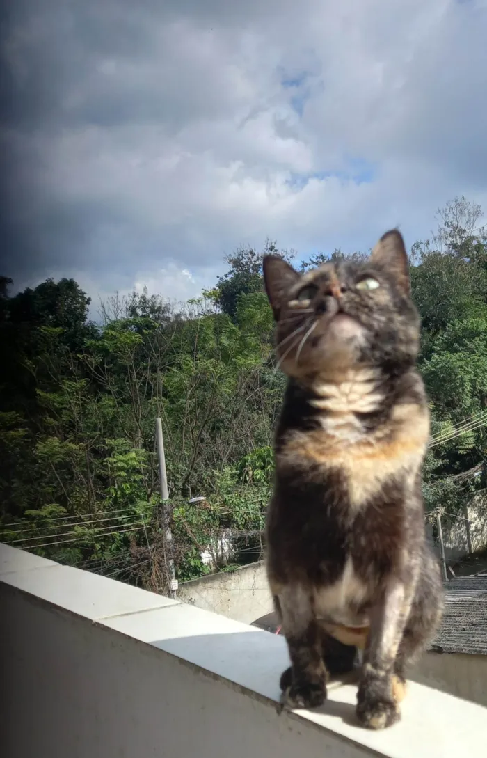 Gato ra a Pelo curto idade 2 anos nome Sem Nome