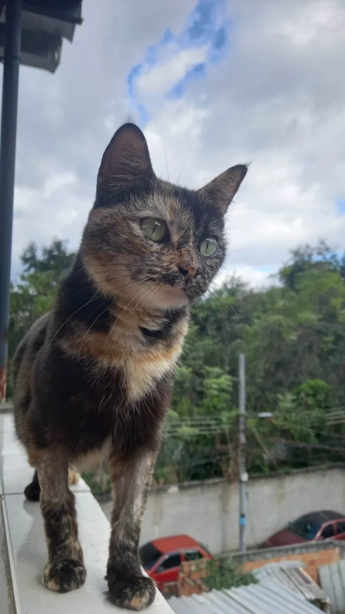 Gato ra a Pelo curto idade 2 anos nome Sem Nome