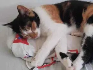Gato raça Srd idade 3 anos nome Carol
