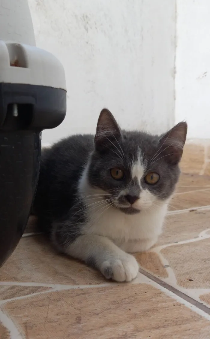 Cachorro ra a Pelo curto  idade 2 a 6 meses nome Milk