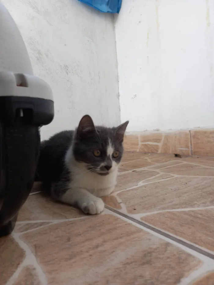 Cachorro ra a Pelo curto  idade 2 a 6 meses nome Milk