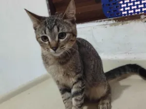 Gato raça Srd idade 2 a 6 meses nome Tigradinho