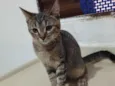 Gato raça Srd idade 2 a 6 meses nome Tigradinho