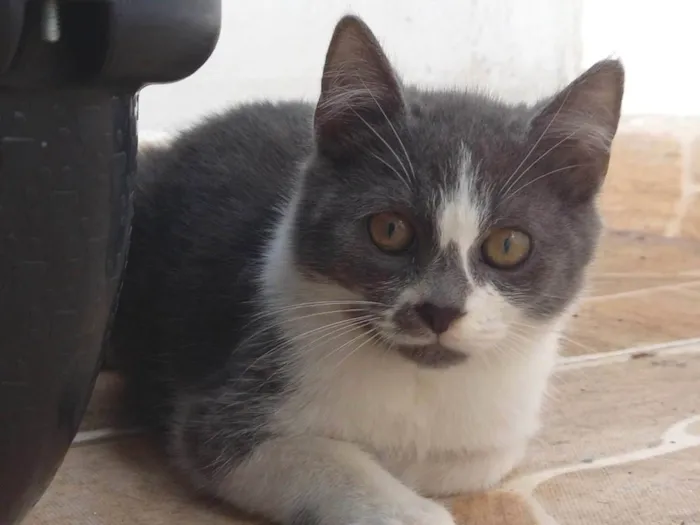 Cachorro ra a Pelo curto  idade 2 a 6 meses nome Milk