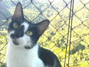 Gato raça srd frajolinha  idade 7 a 11 meses nome CELINA