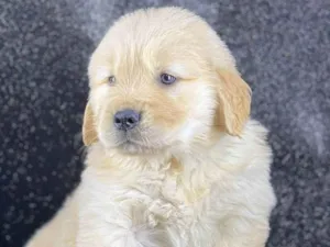 Cachorro raça Golden Retriever idade 2 a 6 meses nome Monstro