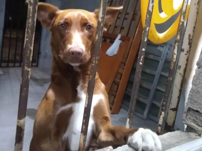 Cachorro ra a Indefinida idade 7 a 11 meses nome Mona