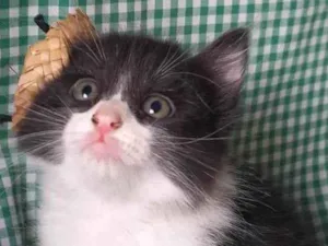 Gato raça  idade Abaixo de 2 meses nome Frajolinha