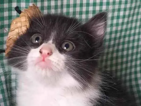 Gato ra a  idade Abaixo de 2 meses nome Frajolinha