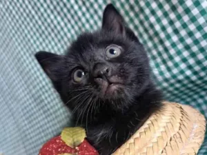 Gato raça  idade Abaixo de 2 meses nome Fofurinha