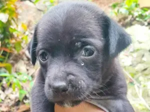 Cachorro raça Misturado idade Abaixo de 2 meses nome N tem nome 