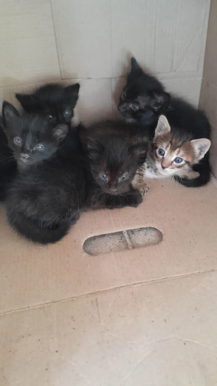Gato ra a SRD idade Abaixo de 2 meses nome Filhotes