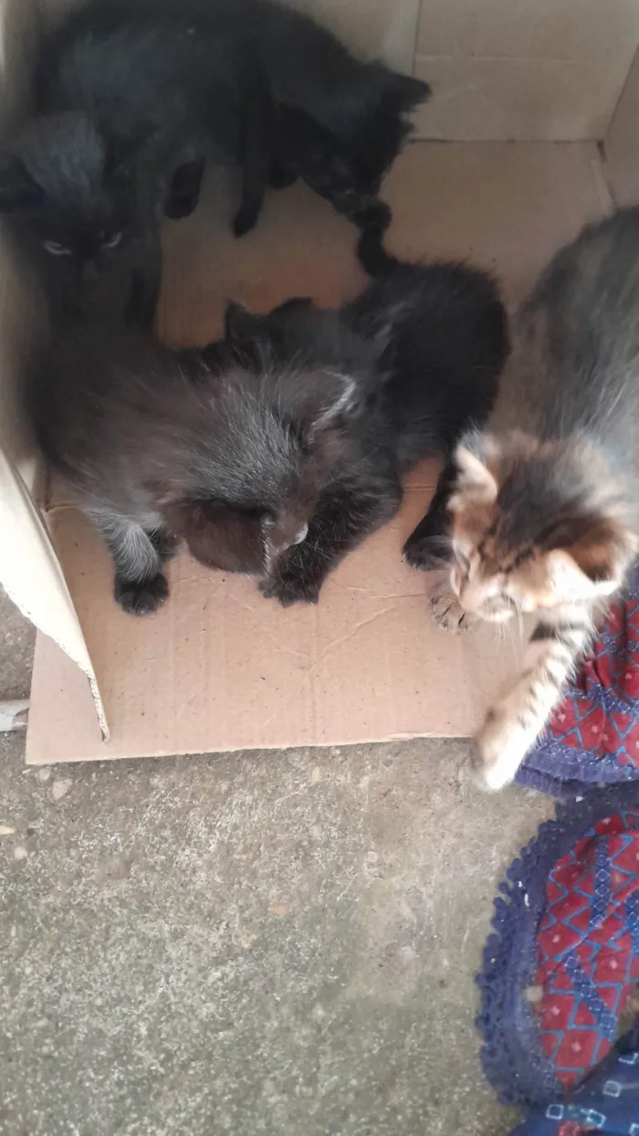 Gato ra a SRD idade Abaixo de 2 meses nome Filhotes