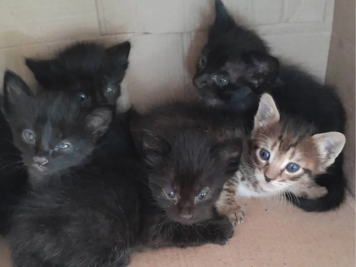 Gato ra a SRD idade Abaixo de 2 meses nome Filhotes