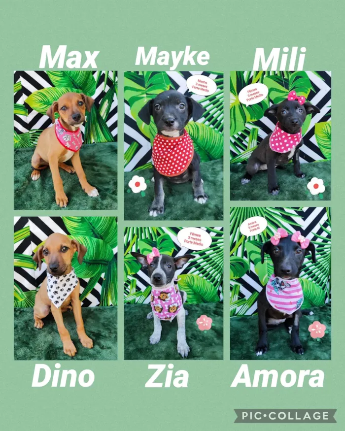 Cachorro raça SRD-ViraLata idade 2 a 6 meses nome Filhotes 