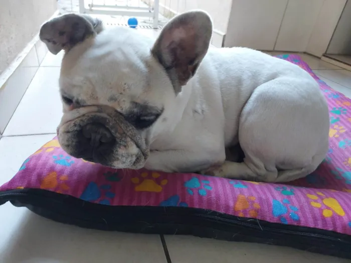 Cachorro raça Bulldogue Francês  idade 6 ou mais anos nome Katrina