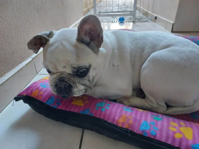 Cachorro raça Bulldogue Francês  idade 6 ou mais anos nome Katrina