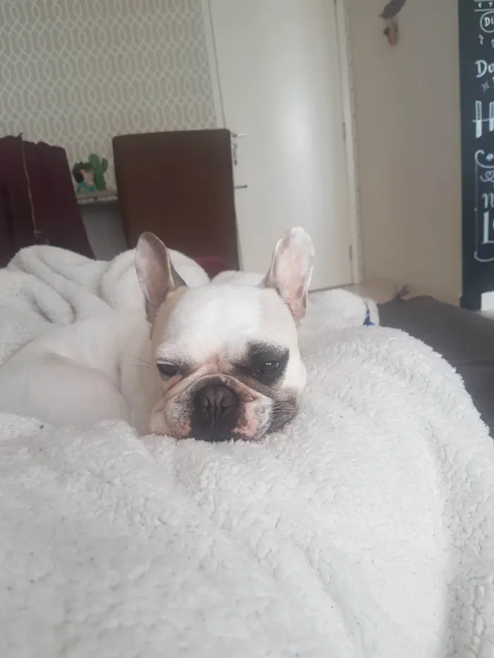 Cachorro raça Bulldogue Francês  idade 6 ou mais anos nome Katrina