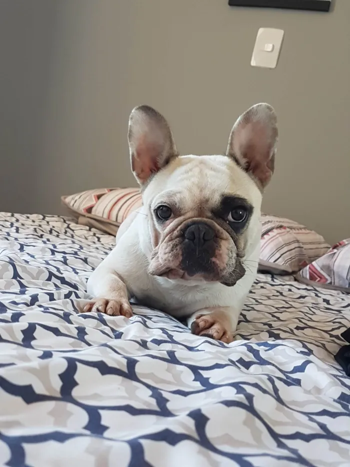 Cachorro raça Bulldogue Francês  idade 6 ou mais anos nome Katrina