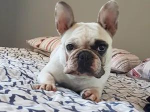 Cachorro raça Bulldogue Francês  idade 6 ou mais anos nome Katrina