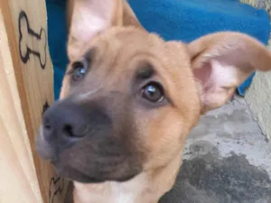 Cachorro raça Srd idade 2 a 6 meses nome Filhotes 