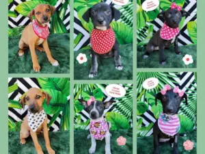 Cachorro raça SRD-ViraLata idade 2 a 6 meses nome Filhotes 