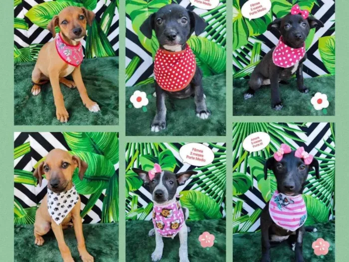 Cachorro raça SRD-ViraLata idade 2 a 6 meses nome Filhotes 