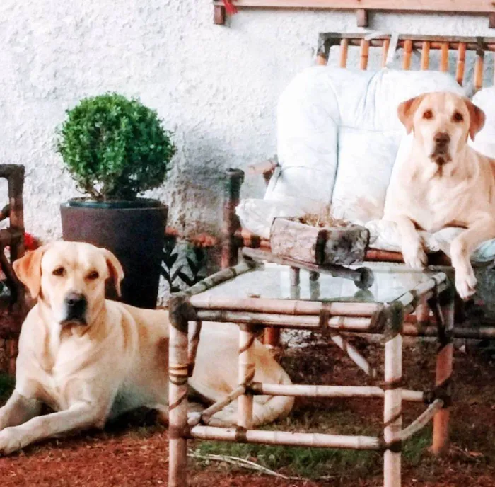 Cachorro ra a Labrador idade 6 ou mais anos nome Mel