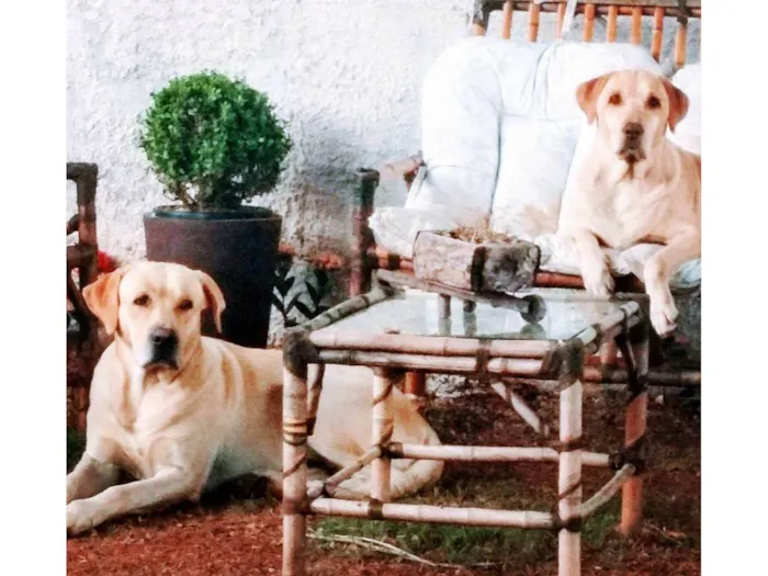 Cachorro ra a Labrador idade 6 ou mais anos nome Mel