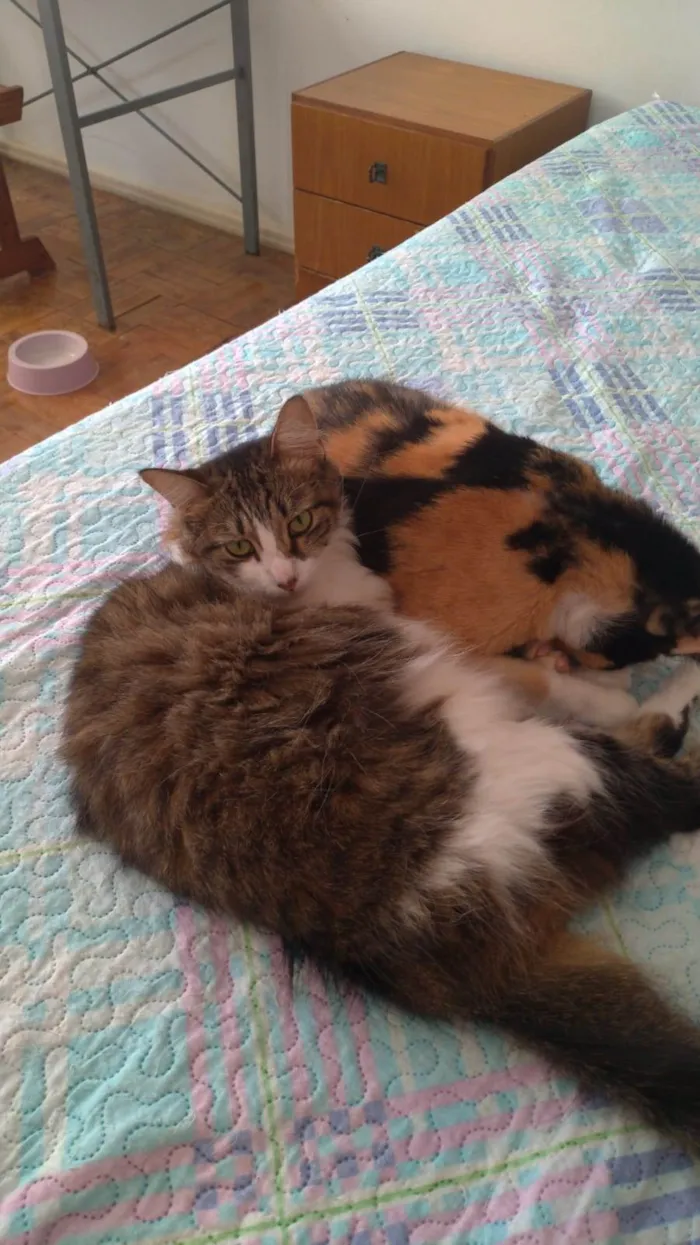 Gato raça N/A idade 3 anos nome Boneca