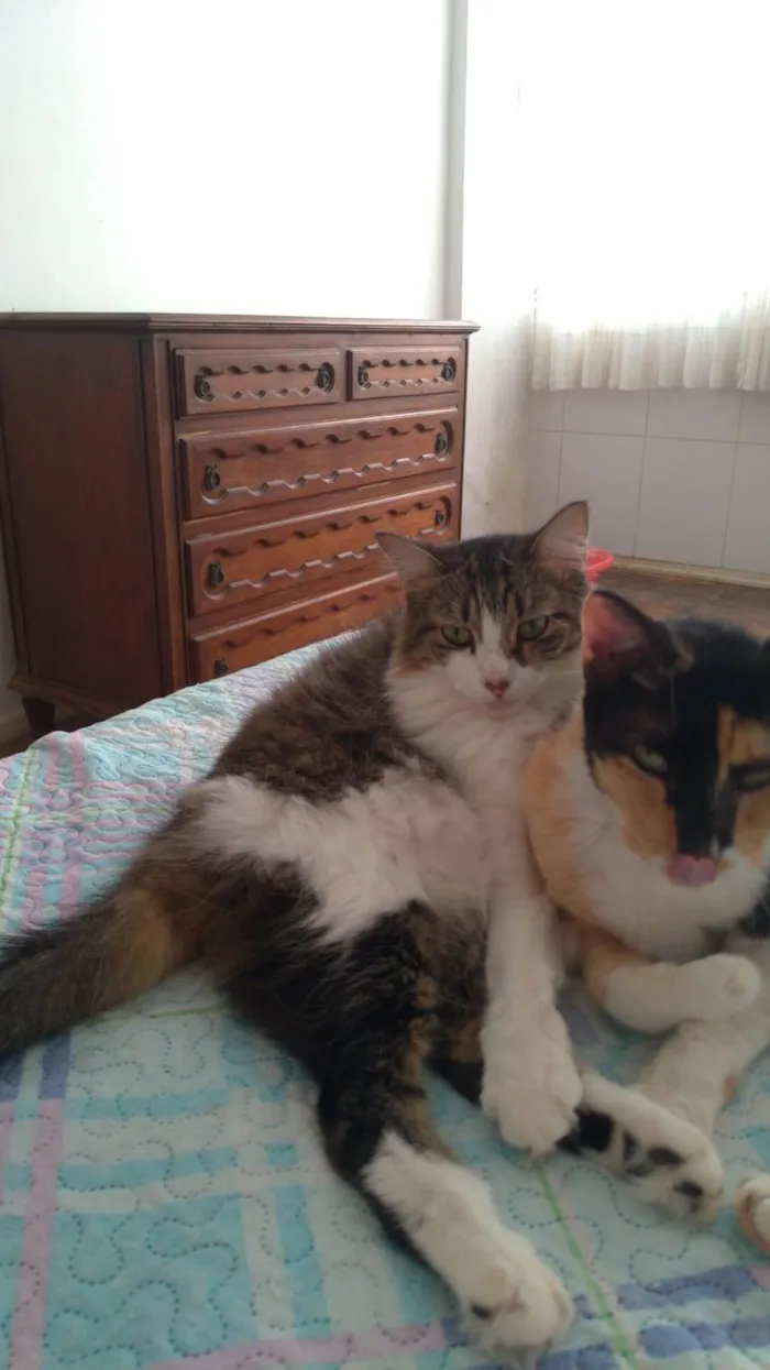 Gato raça N/A idade 3 anos nome Boneca